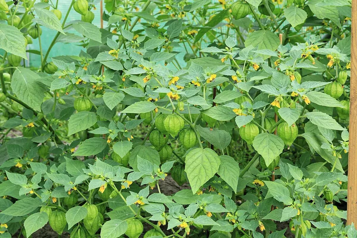Tomatillo verde — foto real