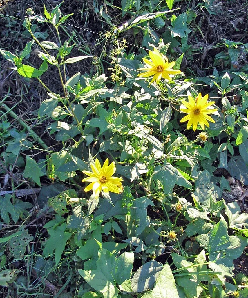 Topinambur — foto real