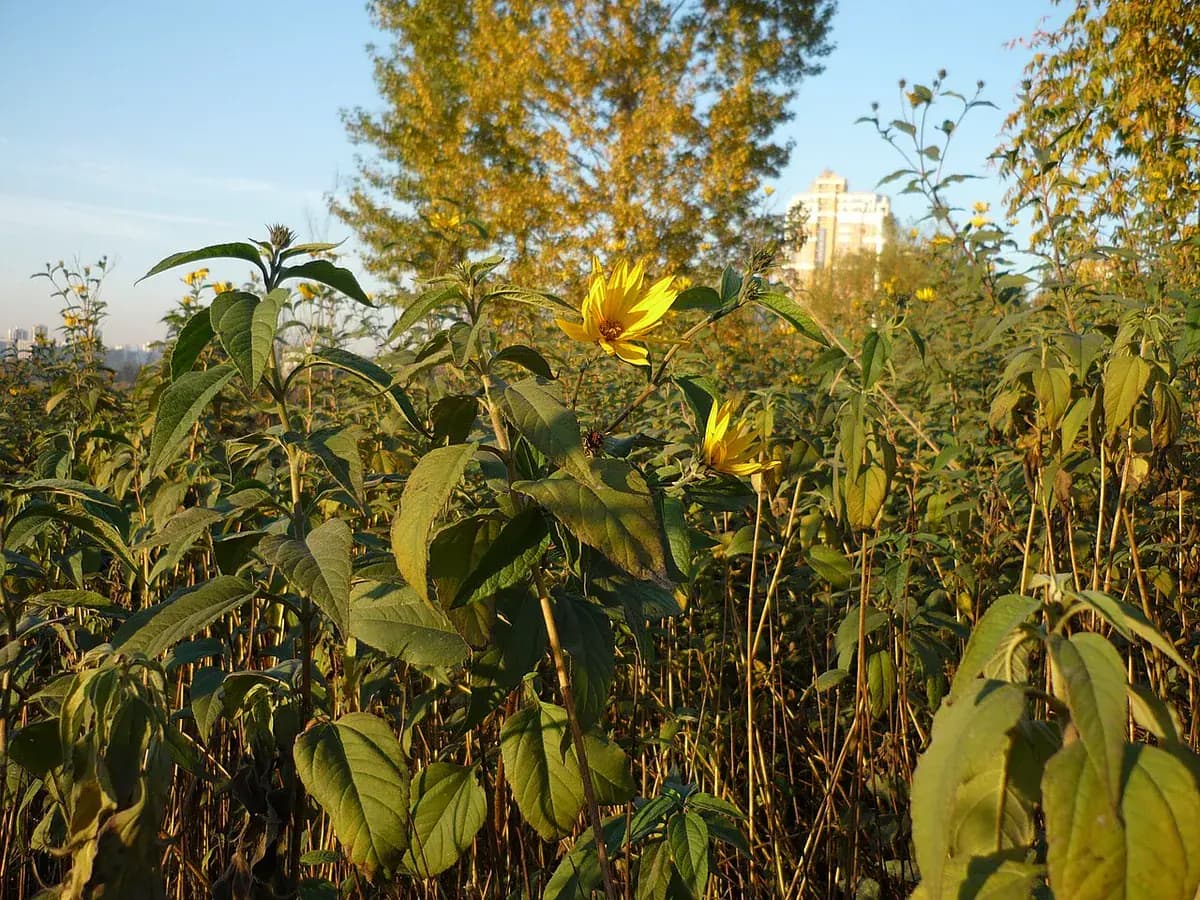 Topinambur — foto real