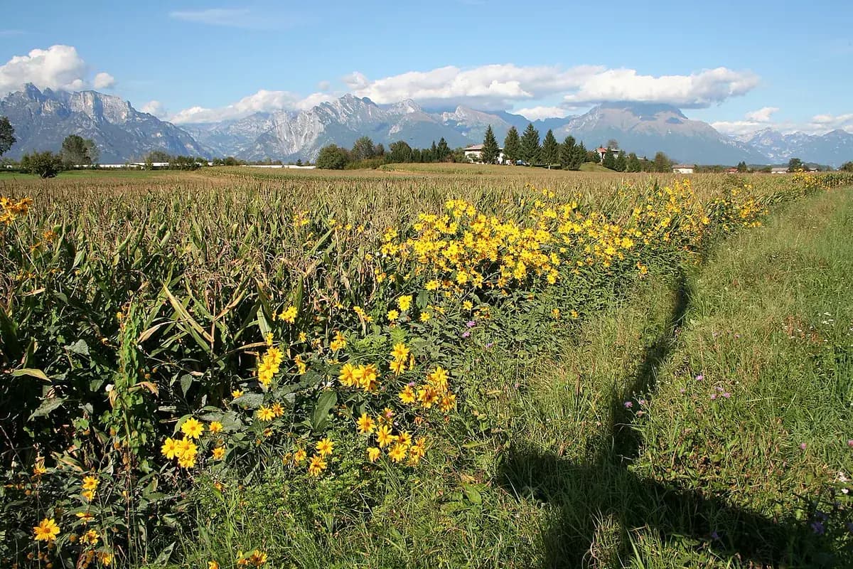 Topinambur — foto real