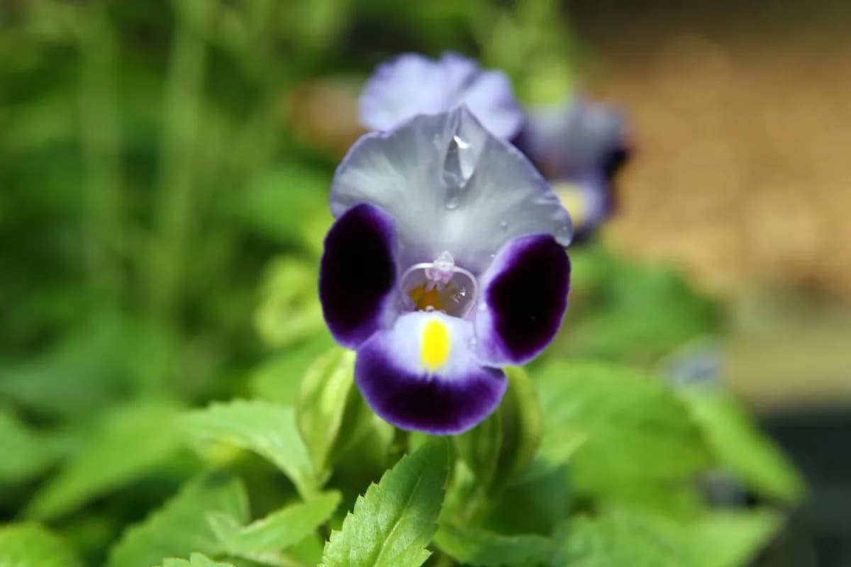 Torenia — foto real