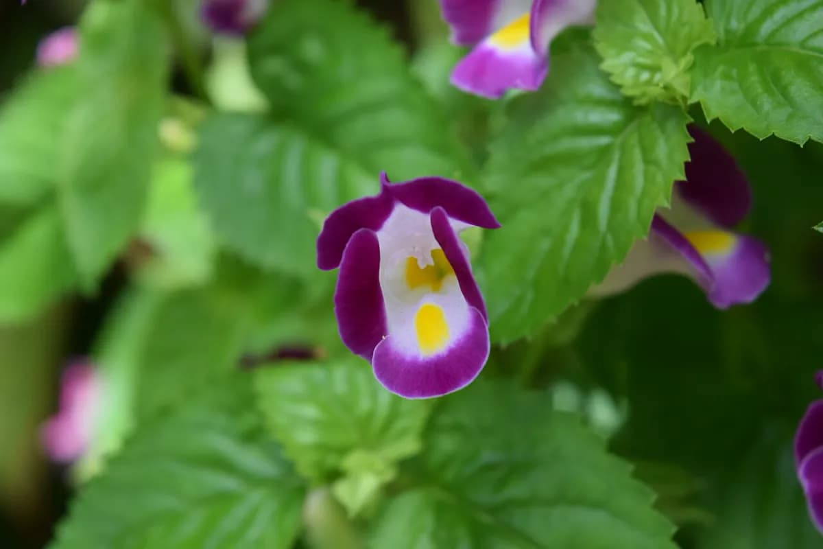 Torenia — foto real