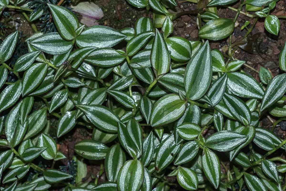 Tradescantia zebrina — foto real