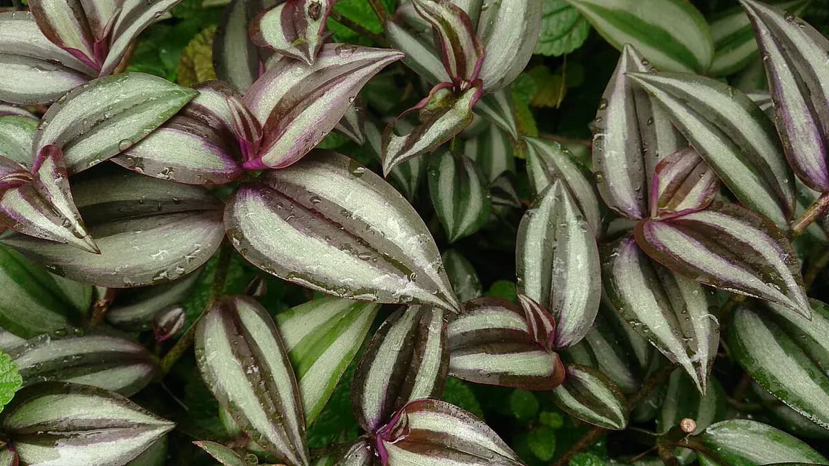 Tradescantia zebrina — foto real