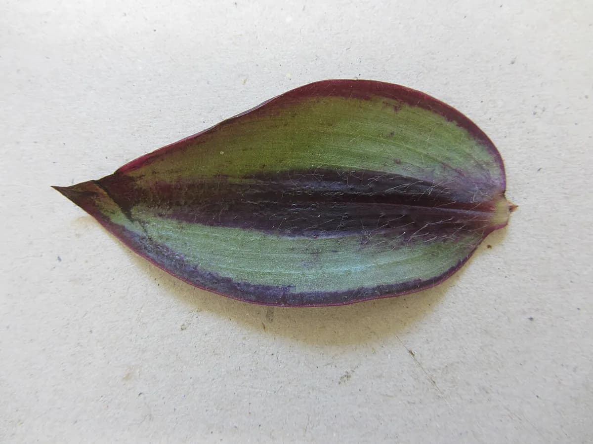 Tradescantia zebrina — foto real