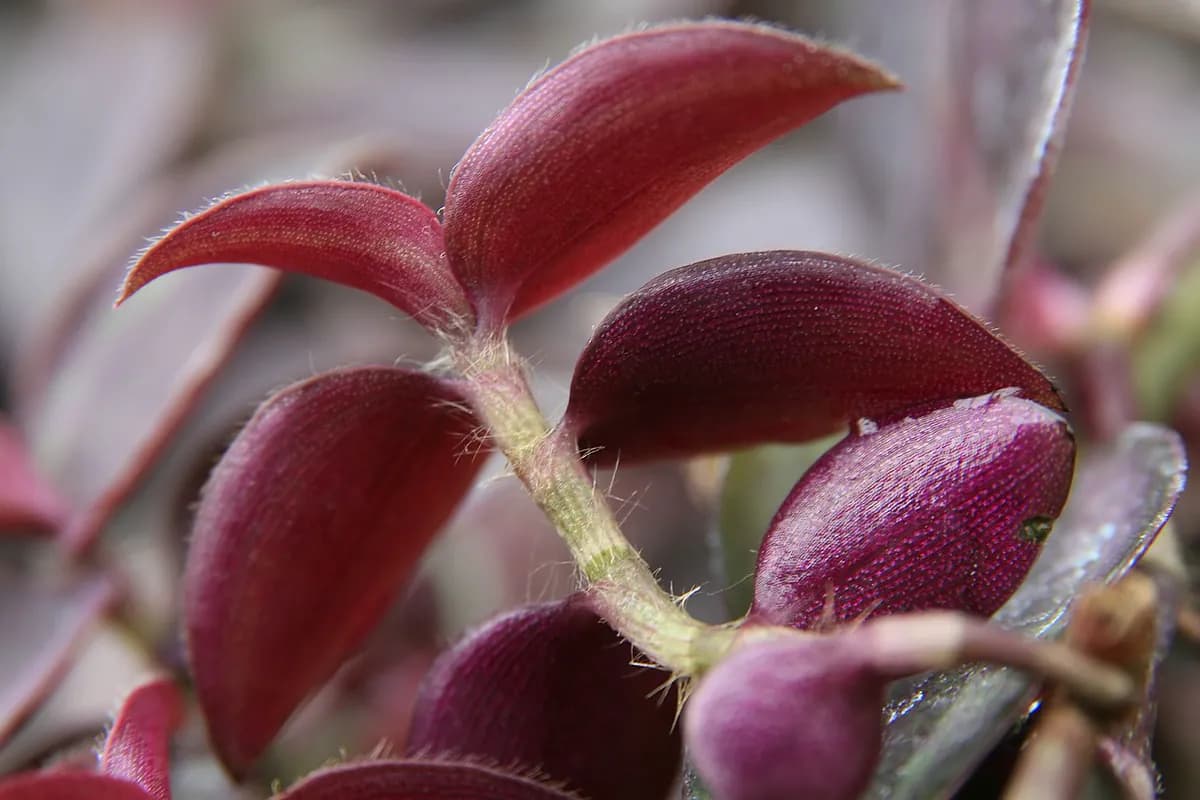 Tradescantia zebrina — foto real