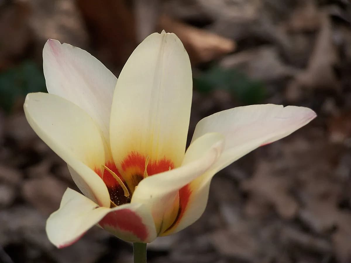 Tulipán Darwin híbrido — foto real