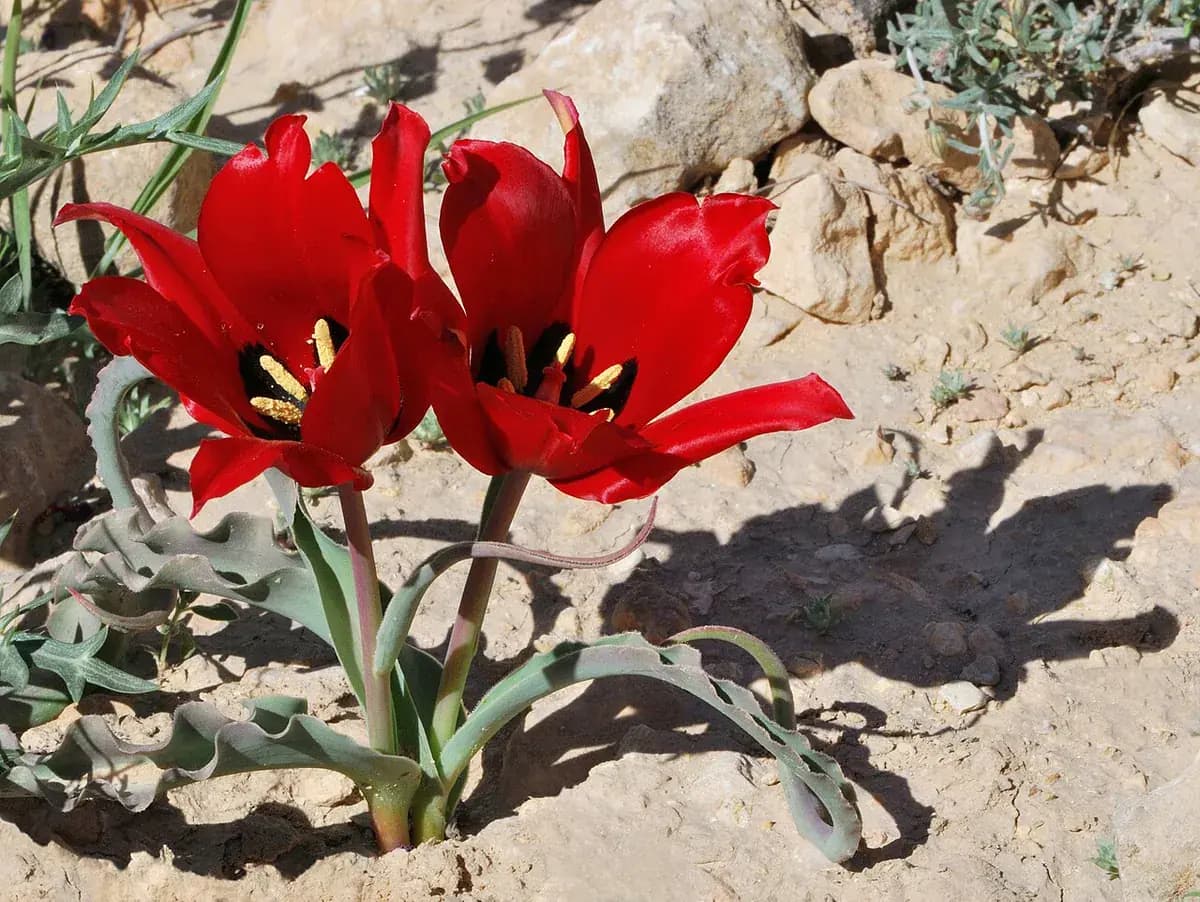 Tulipán Darwin híbrido — foto real