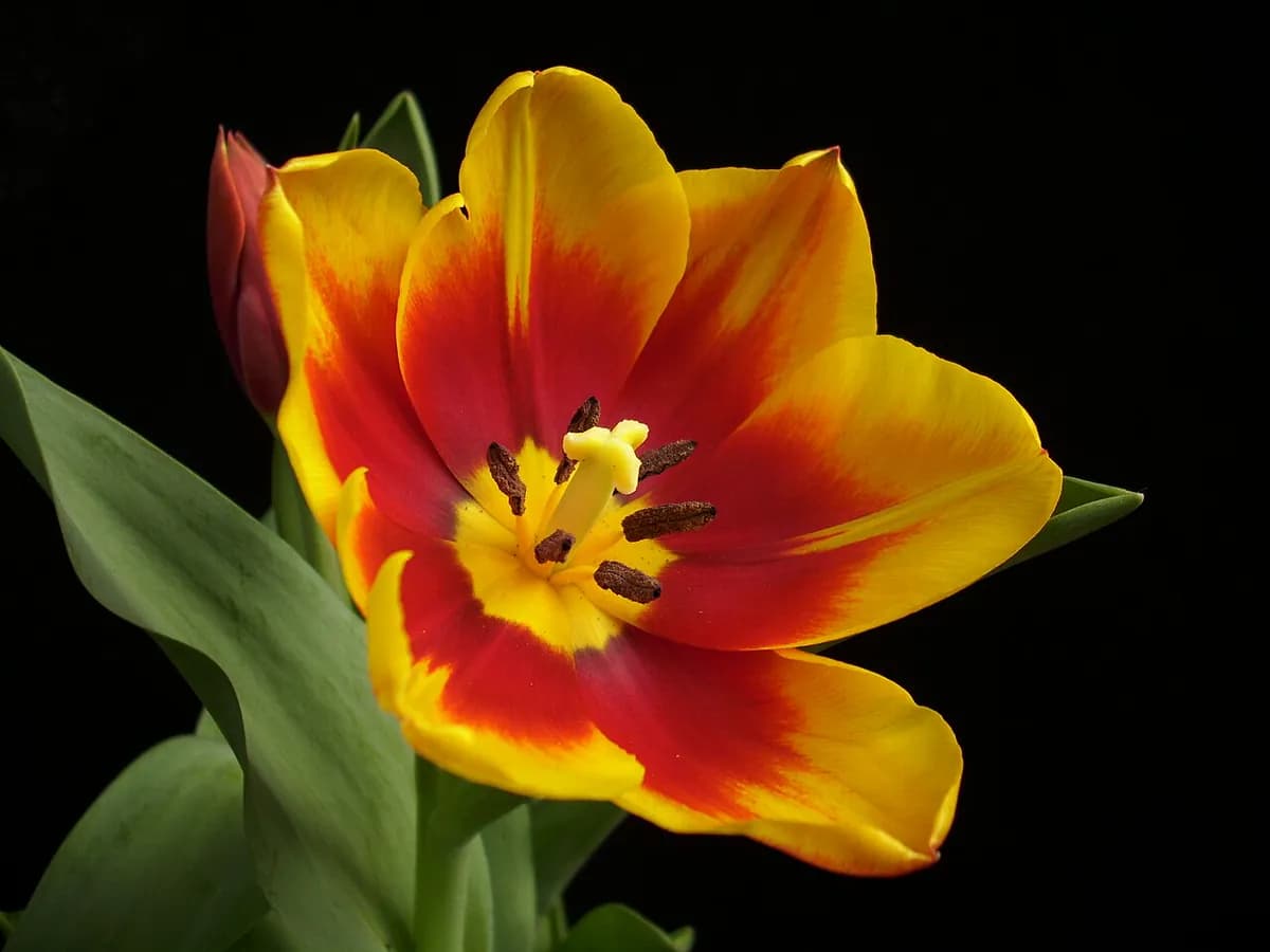 Tulipán Darwin híbrido — foto real