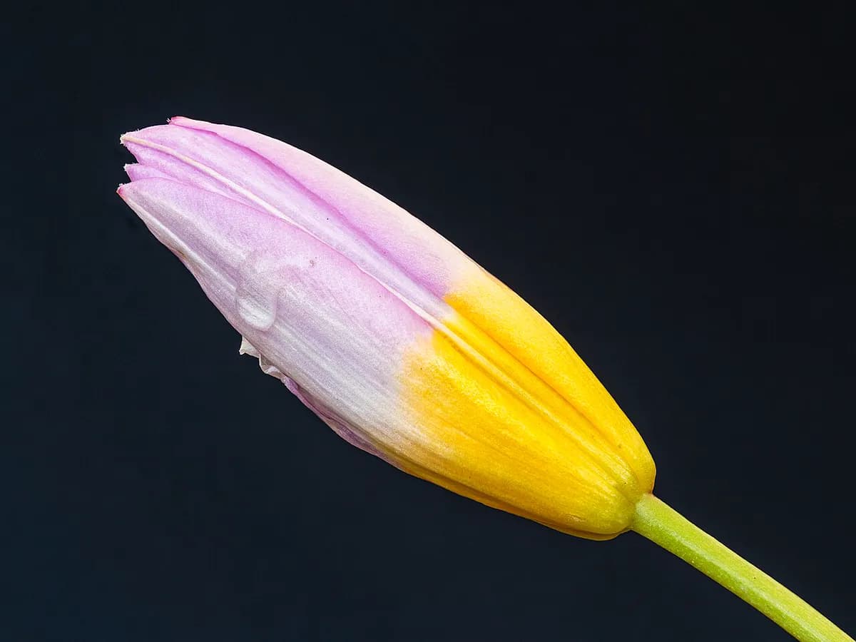 Tulipán Darwin híbrido — foto real