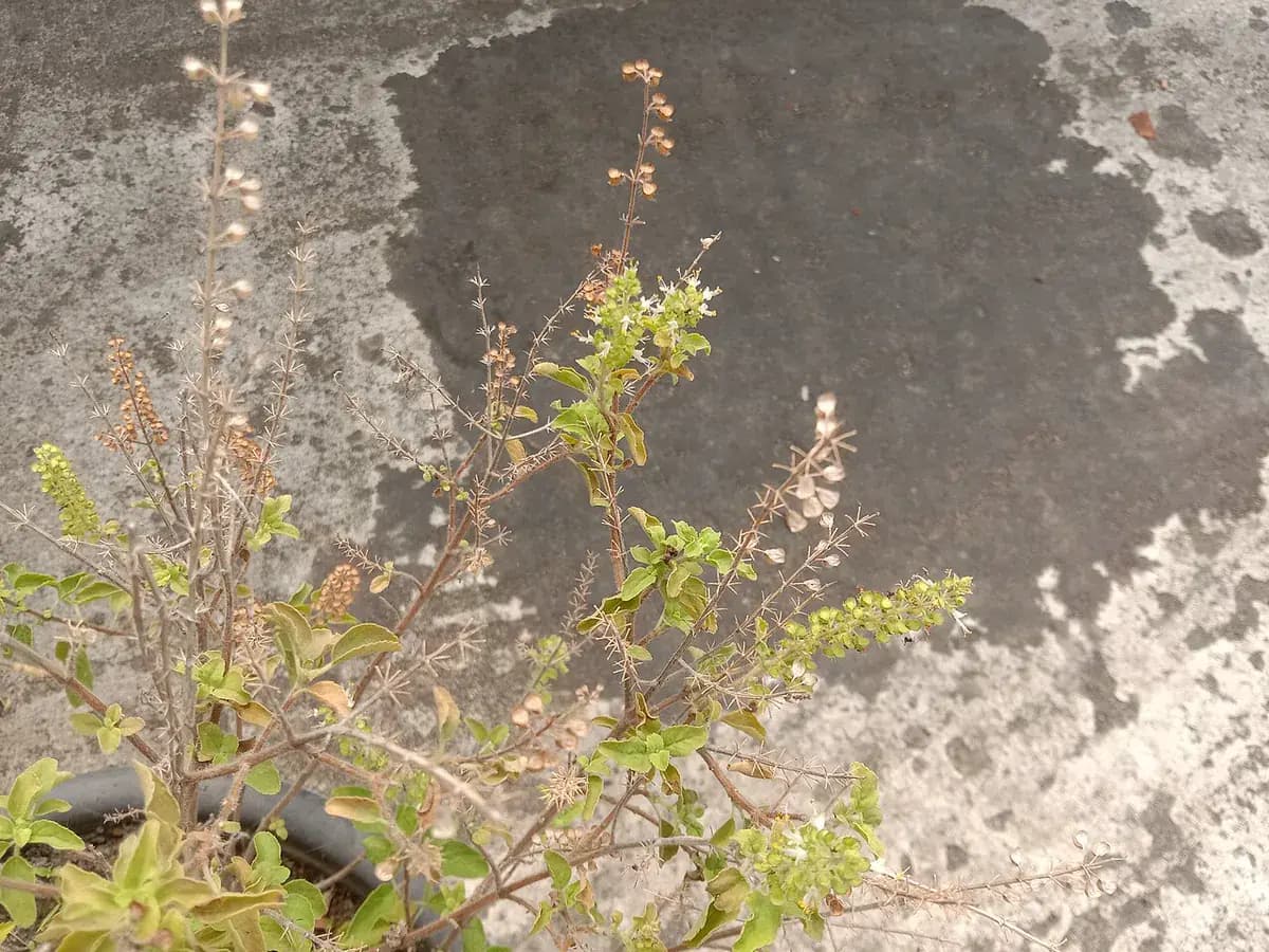 Albahaca sagrada (Tulsi) — foto real