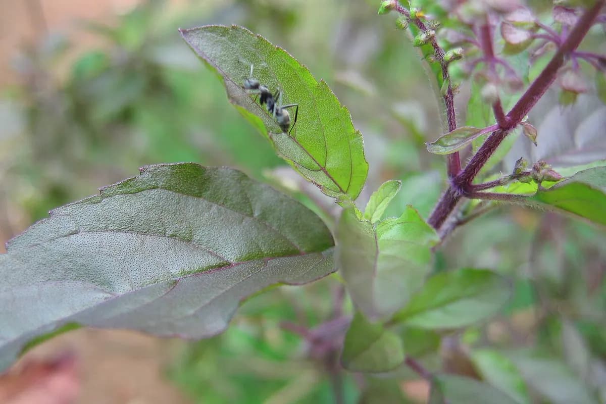 Albahaca sagrada (Tulsi) — foto real