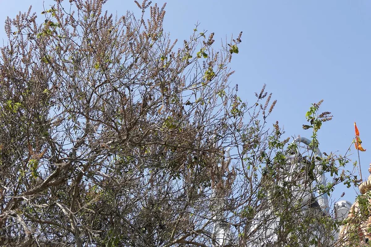 Albahaca sagrada (Tulsi) — foto real