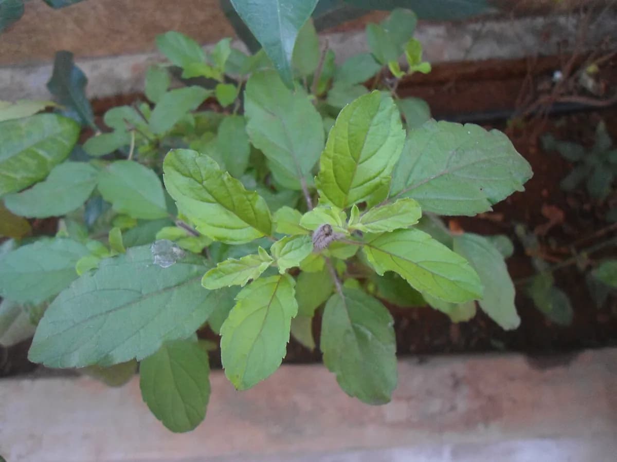 Albahaca sagrada (Tulsi) — foto real