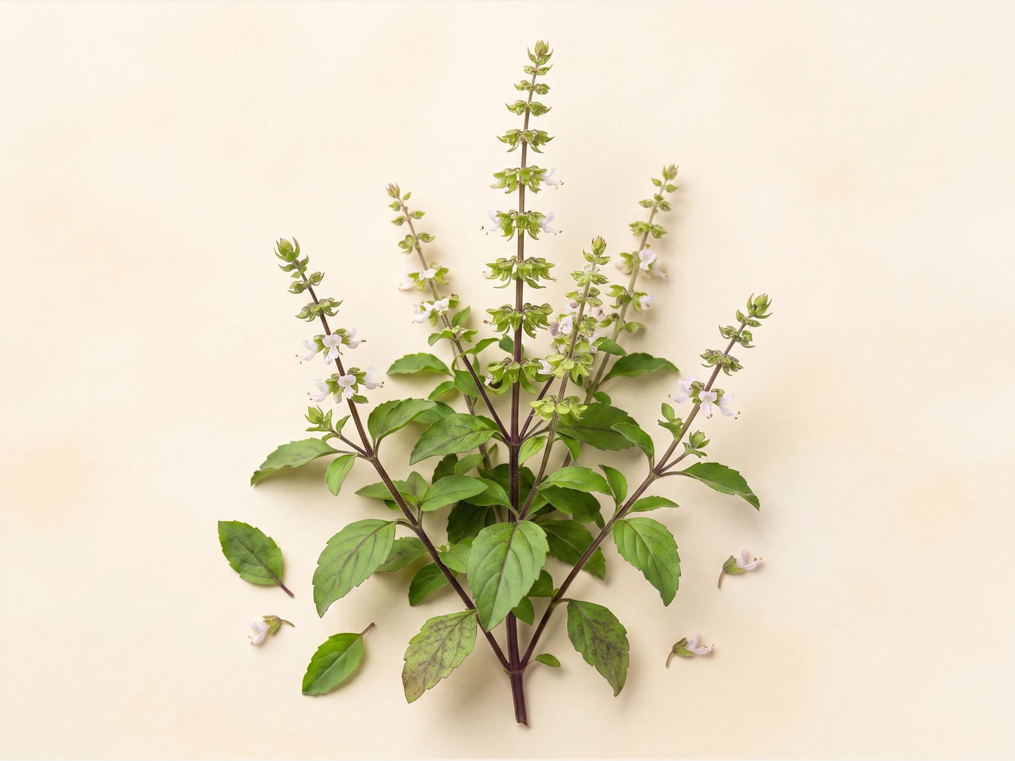 Tulsi albahaca sagrada — fruto / cosecha (IA)