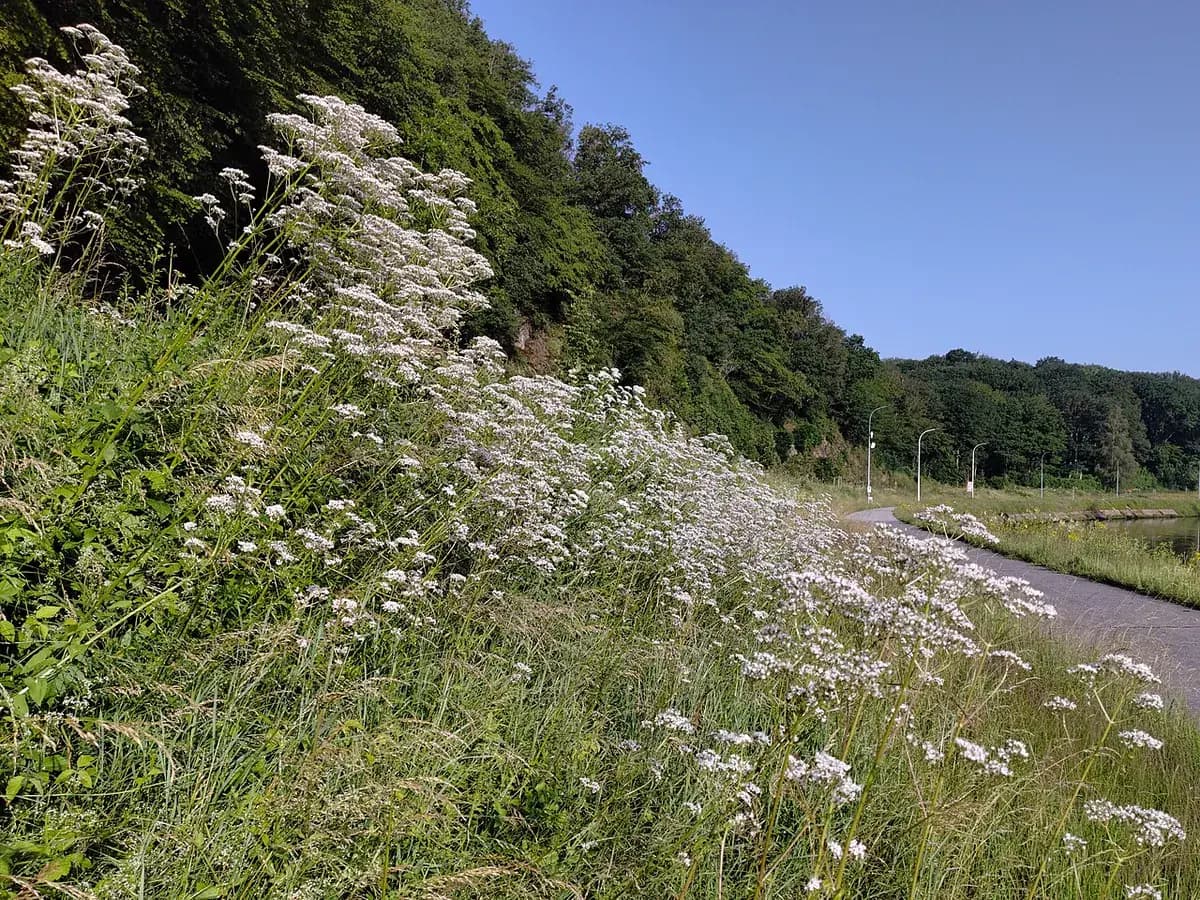 Valeriana — foto real