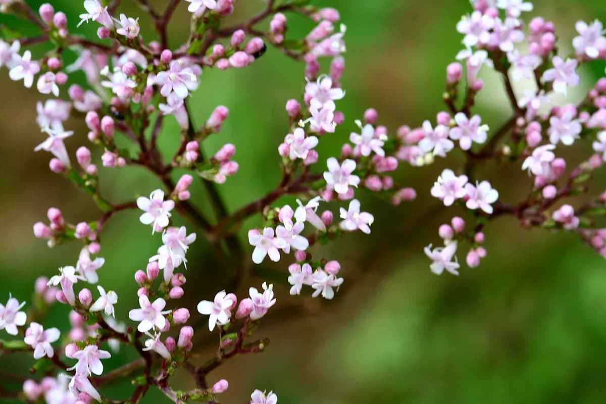Valeriana — foto real