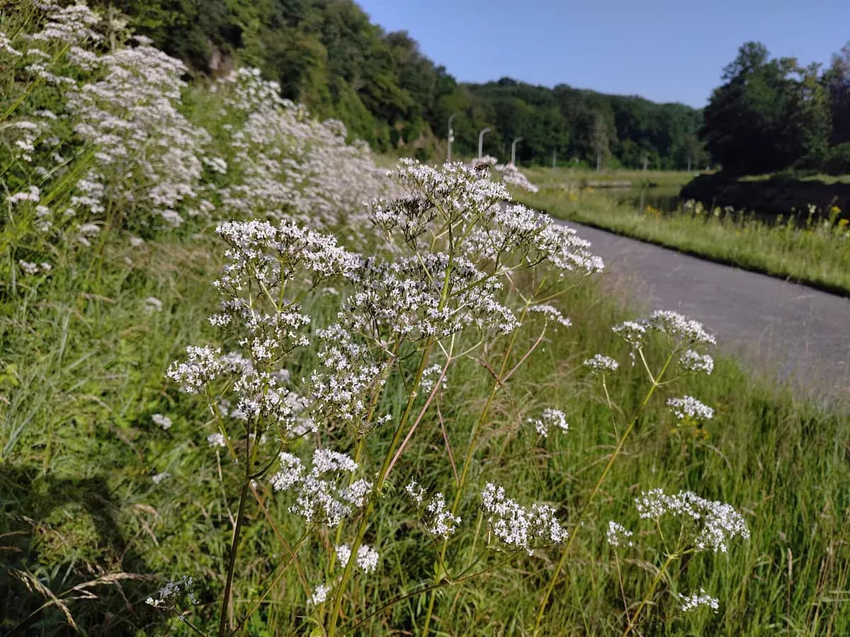 Valeriana — foto real