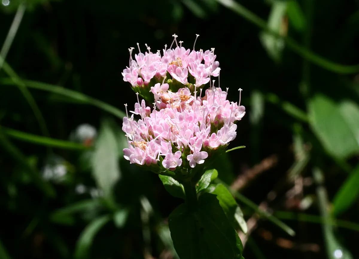 Valeriana — foto real