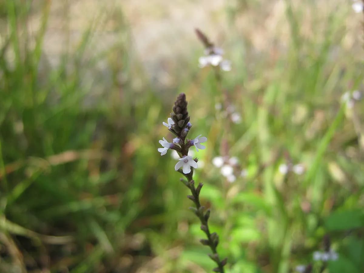 Verbena híbrida — foto real