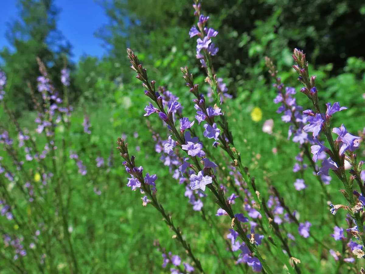 Verbena híbrida — foto real