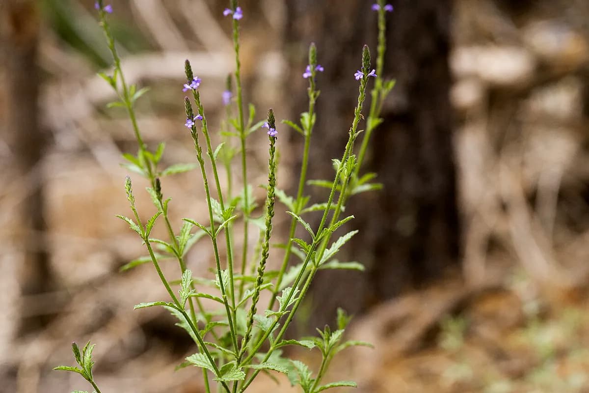 Verbena híbrida — foto real