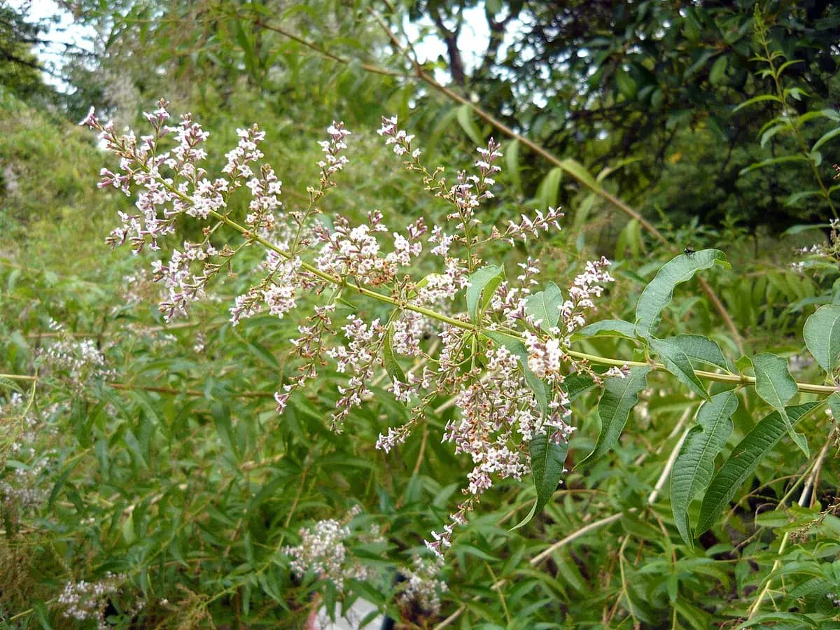 Verbena limón — foto real