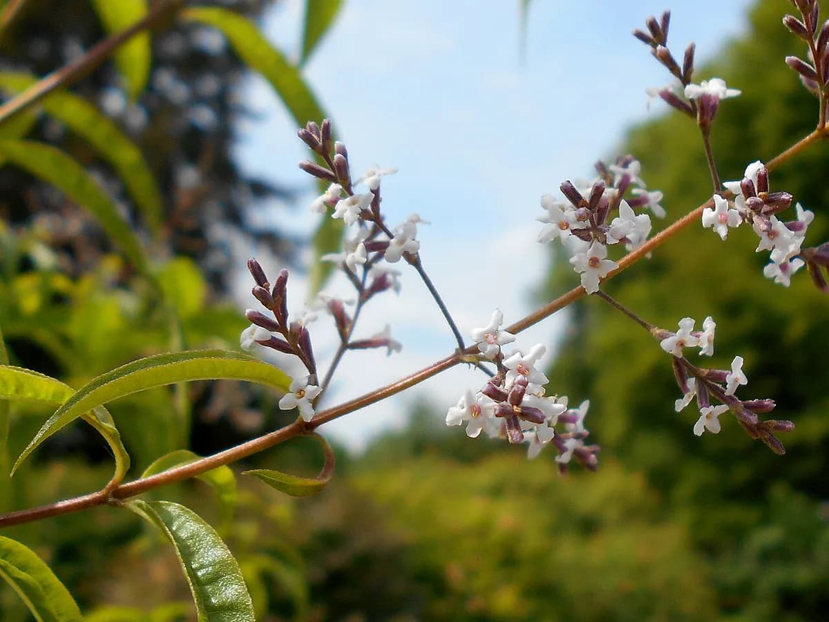 Verbena limón — foto real