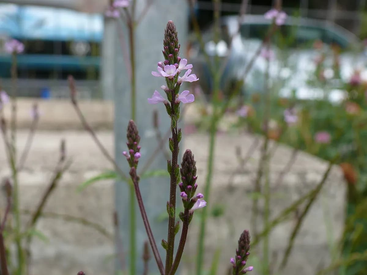Verbena silvestre — foto real