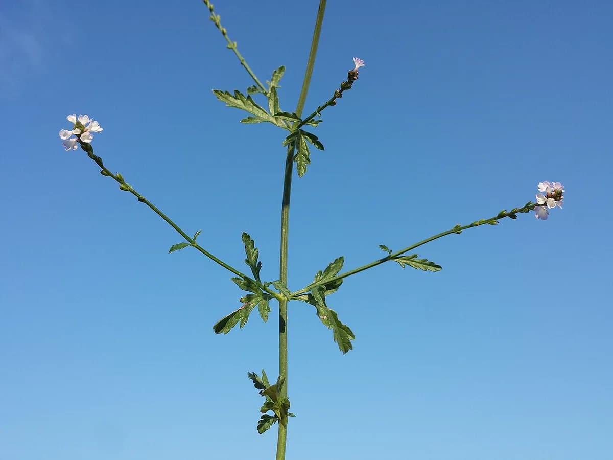 Verbena silvestre — foto real