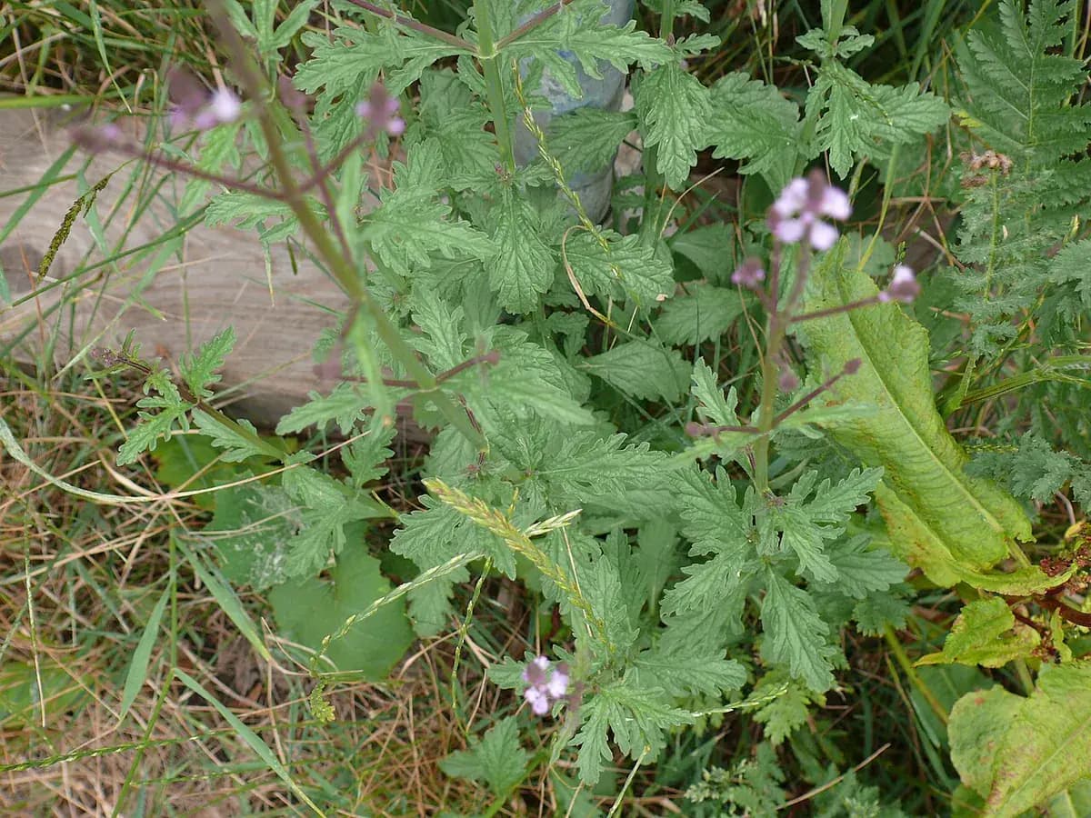 Verbena silvestre — foto real
