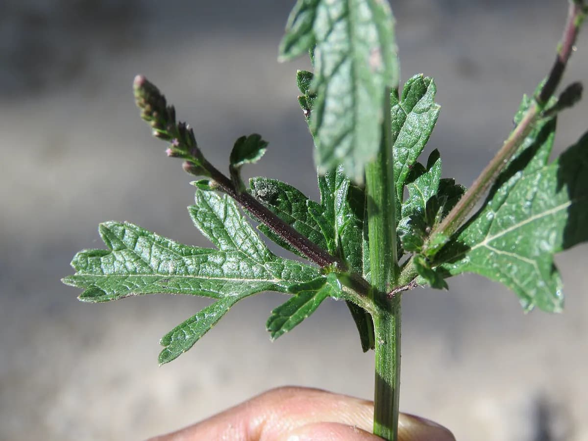 Verbena silvestre — foto real