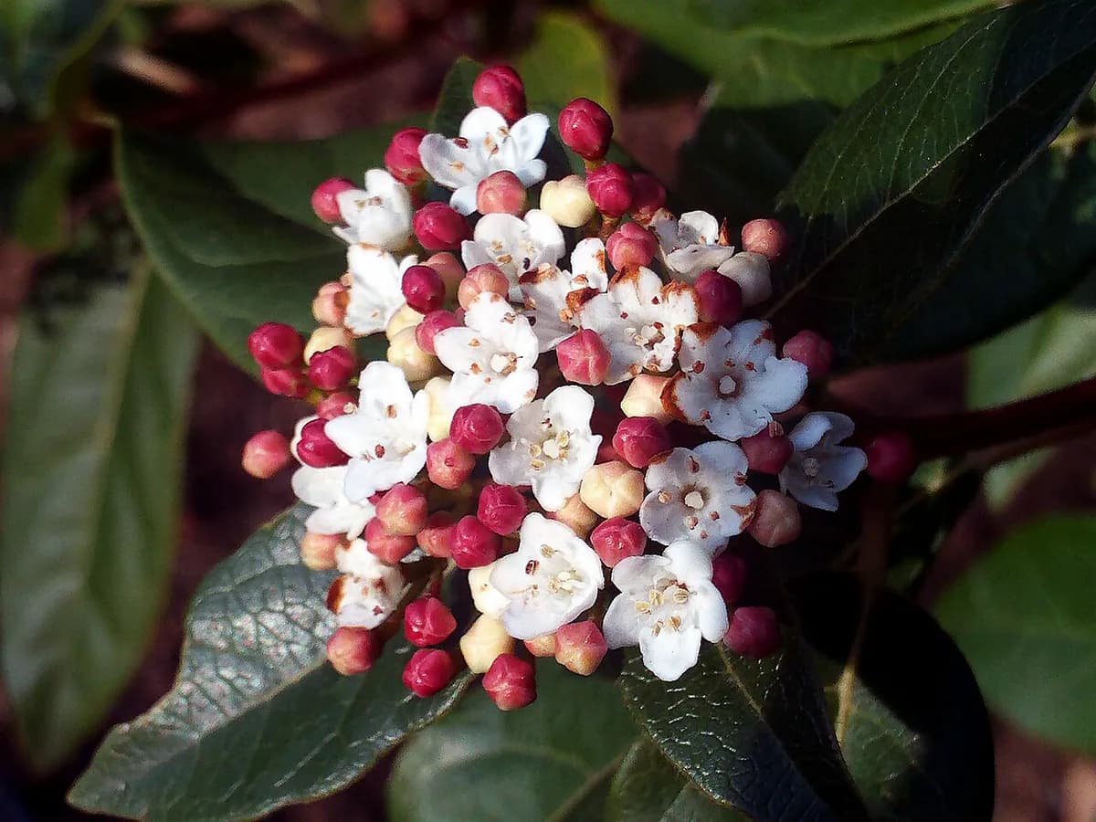 Durillo (Viburnum tinus) — foto real