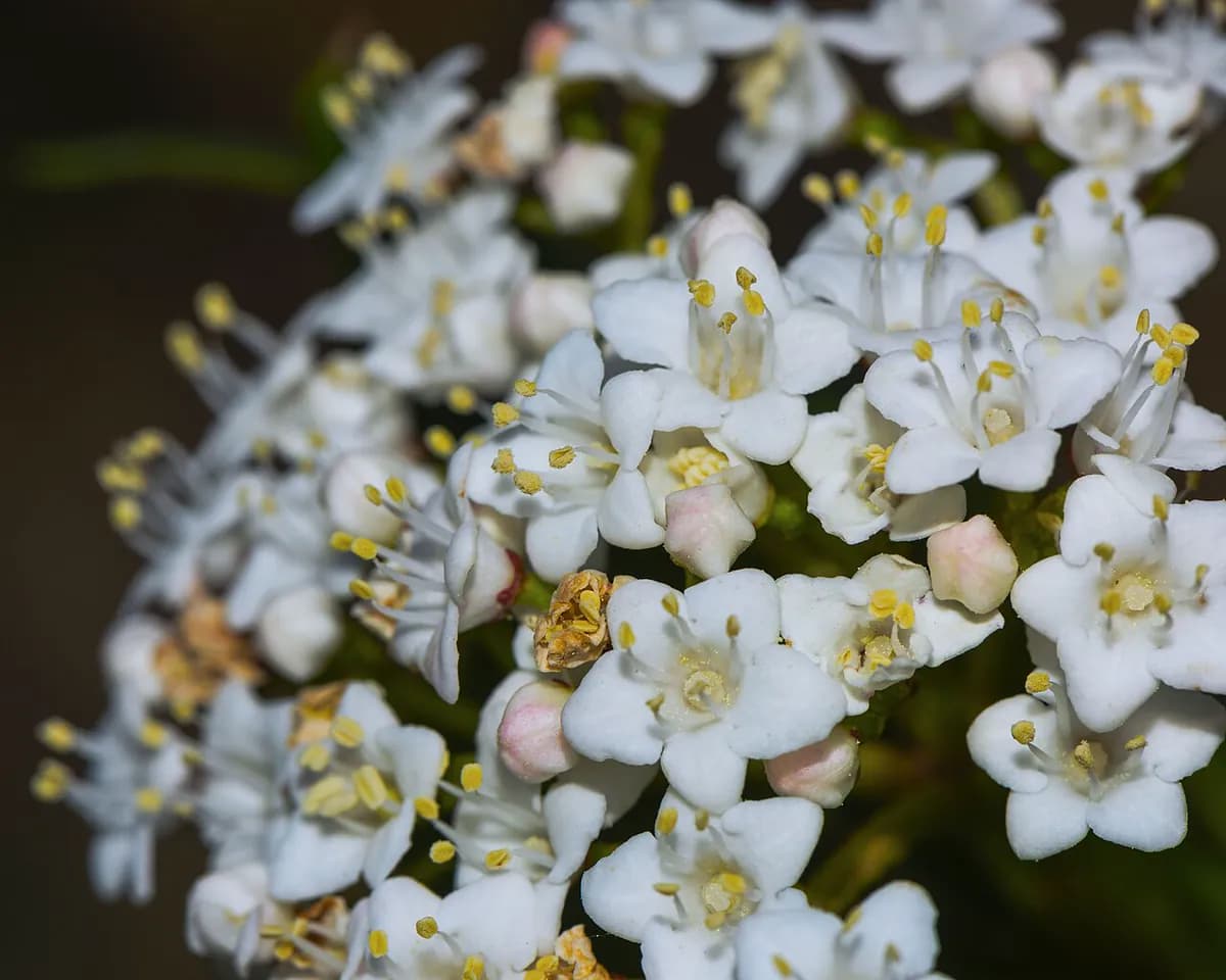 Durillo (Viburnum tinus) — foto real