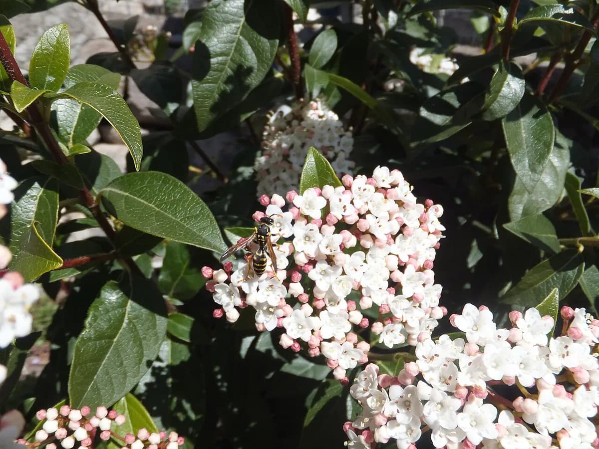 Durillo (Viburnum tinus) — foto real