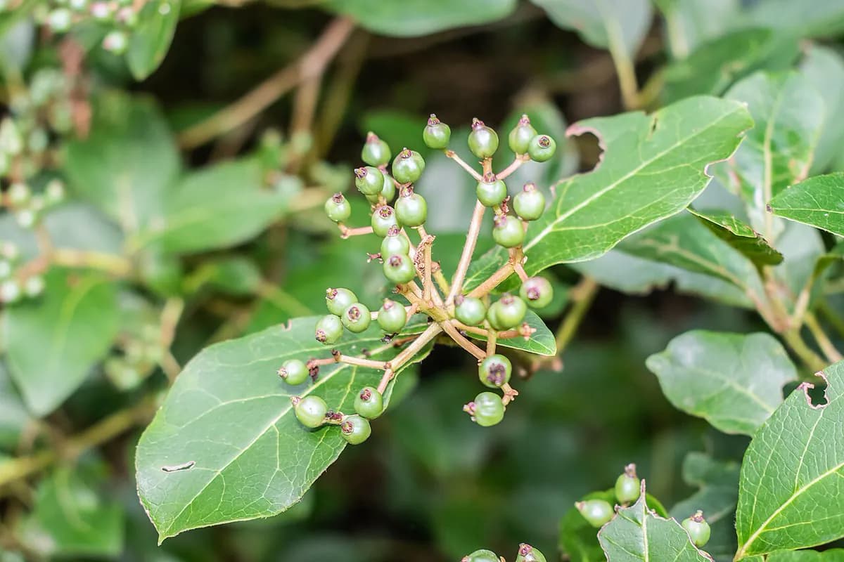 Durillo (Viburnum tinus) — foto real