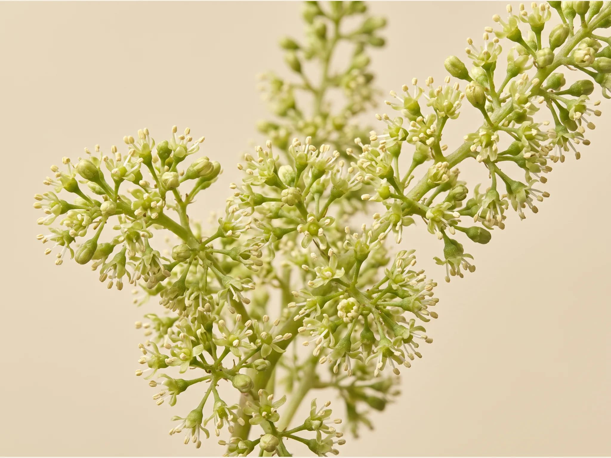 Vid garnacha — flor (IA)