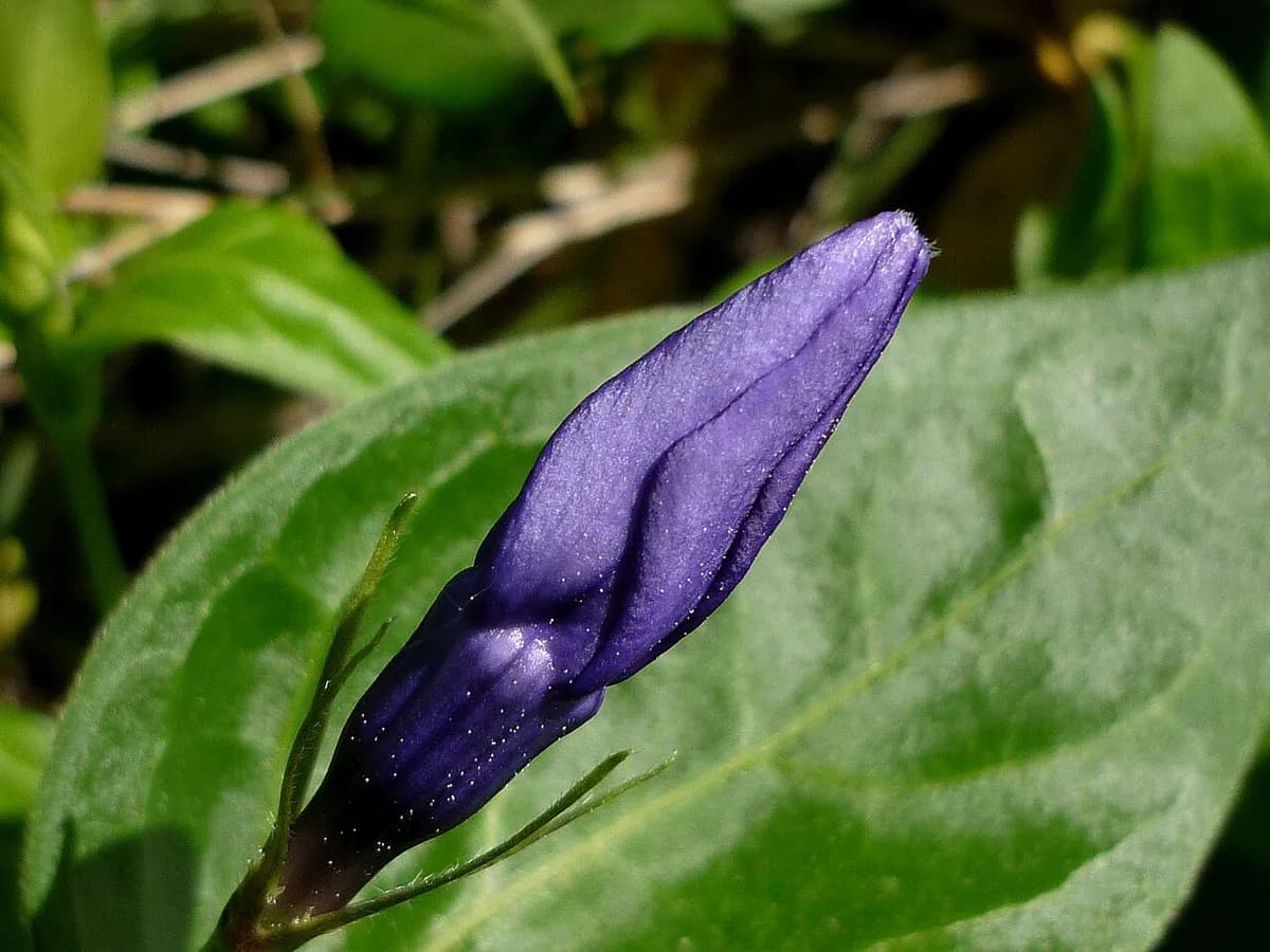 Vincapervinca mayor — foto real
