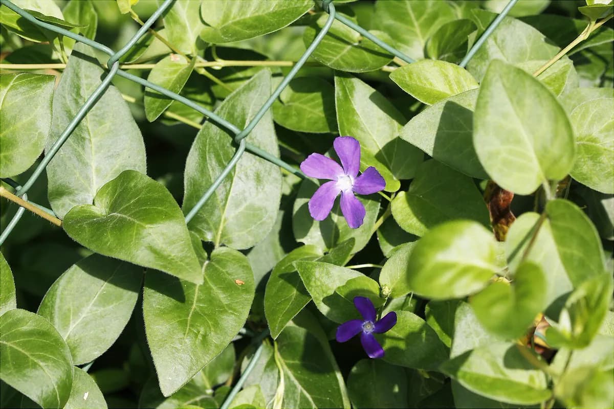 Vincapervinca mayor — foto real