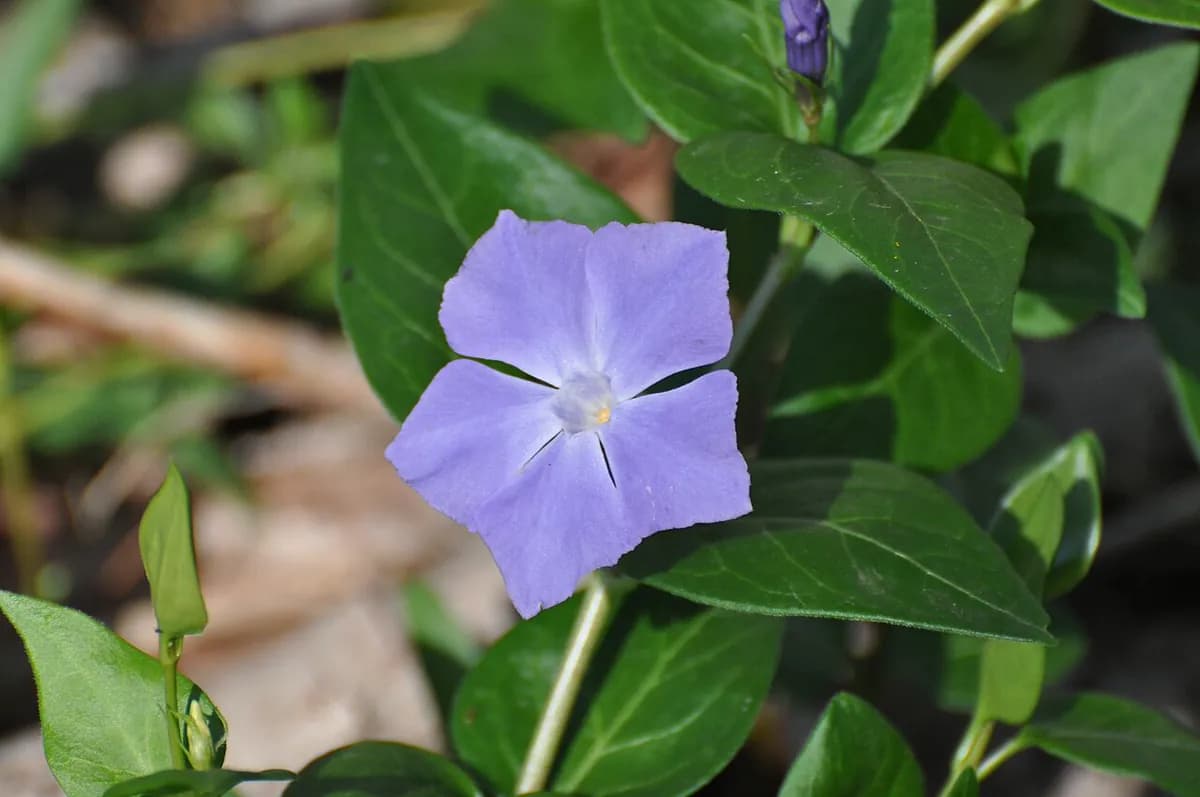 Vincapervinca mayor — foto real
