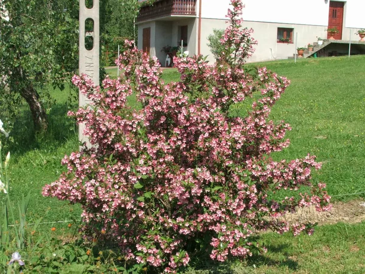 Weigelia — foto real