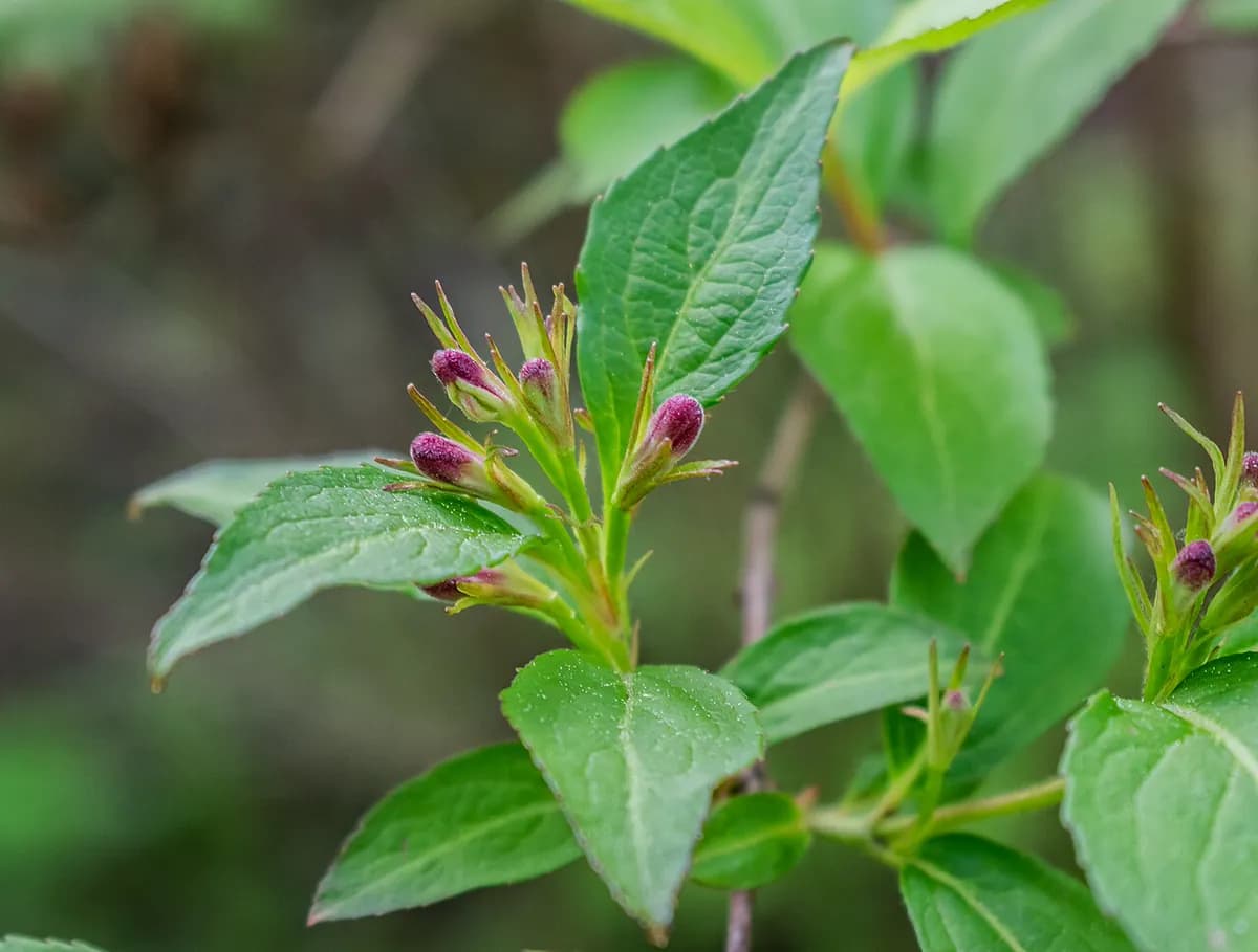Weigelia — foto real