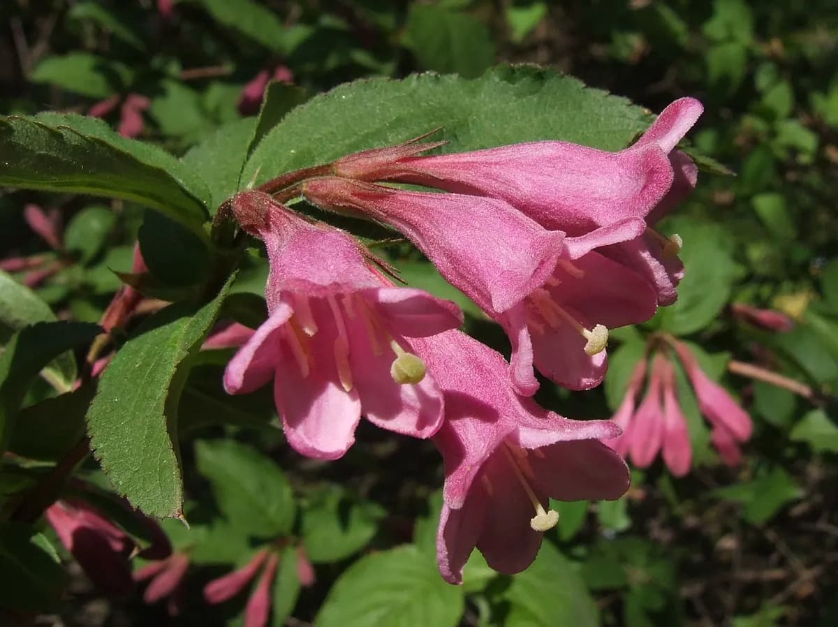 Weigelia — foto real
