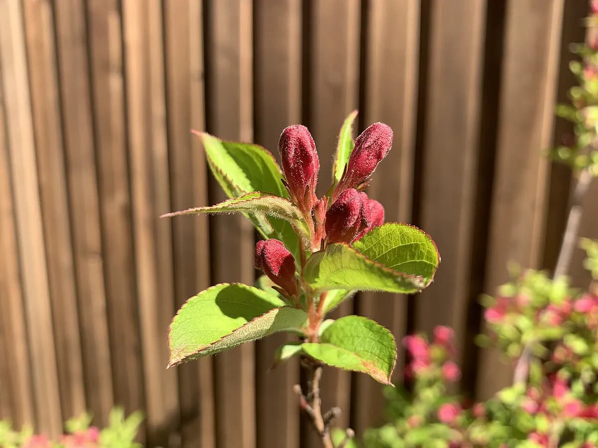 Weigelia — foto real