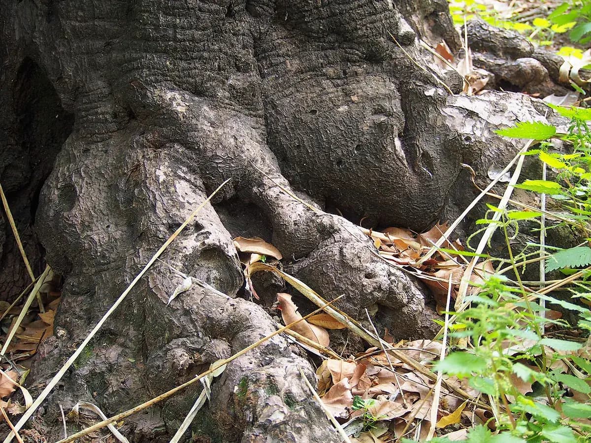 Yuca elefante — foto real