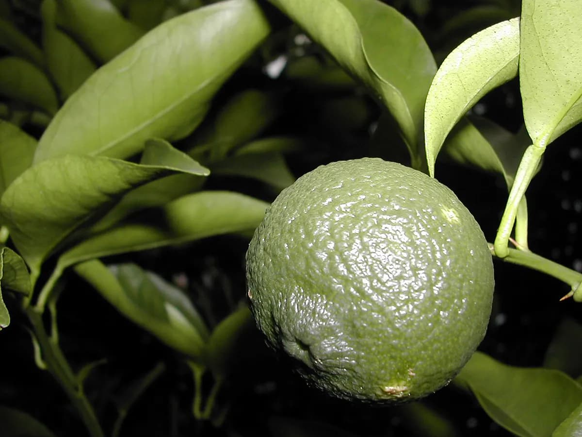 Yuzu — foto real