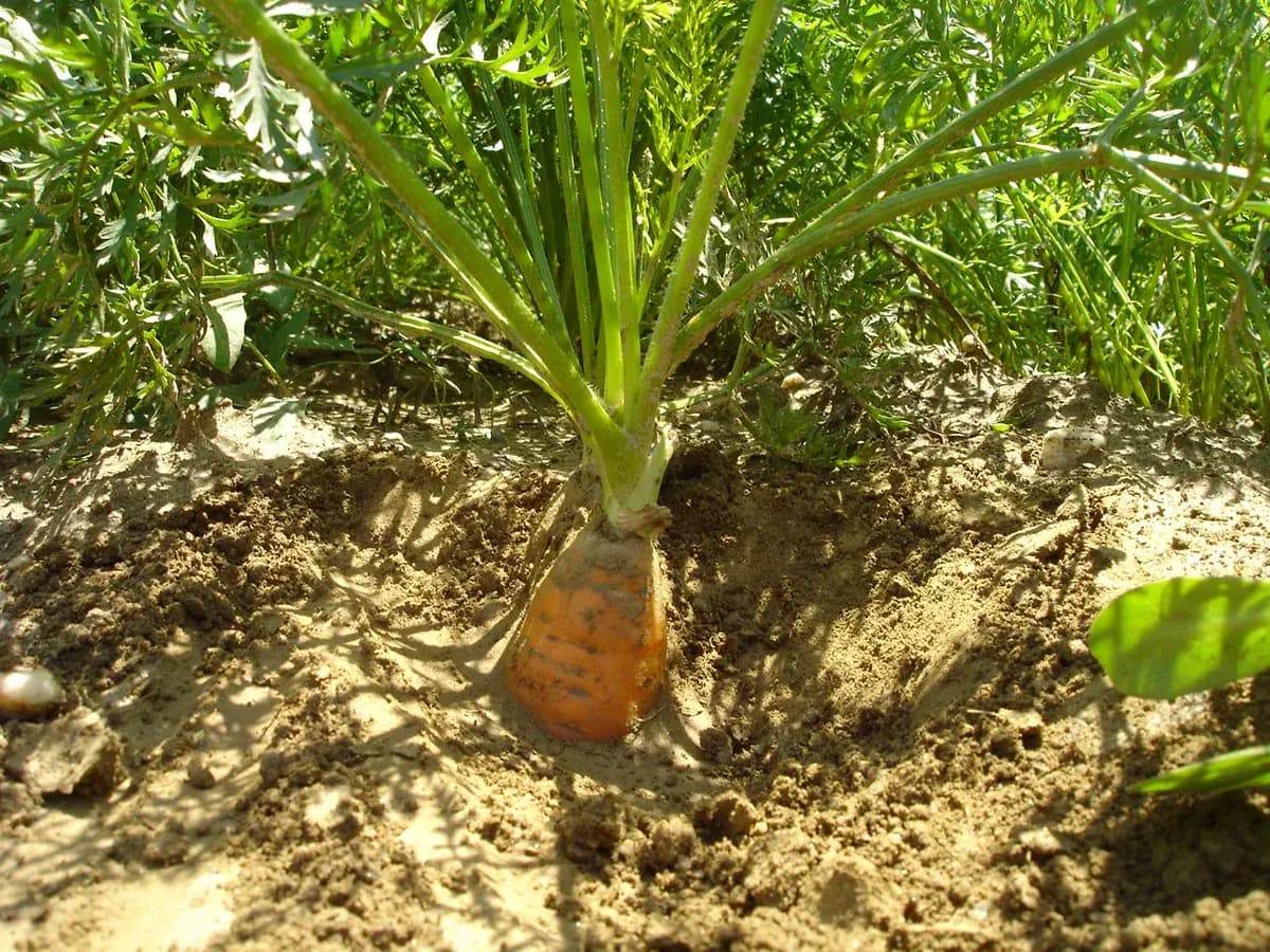 Zanahoria Nantesa — foto real