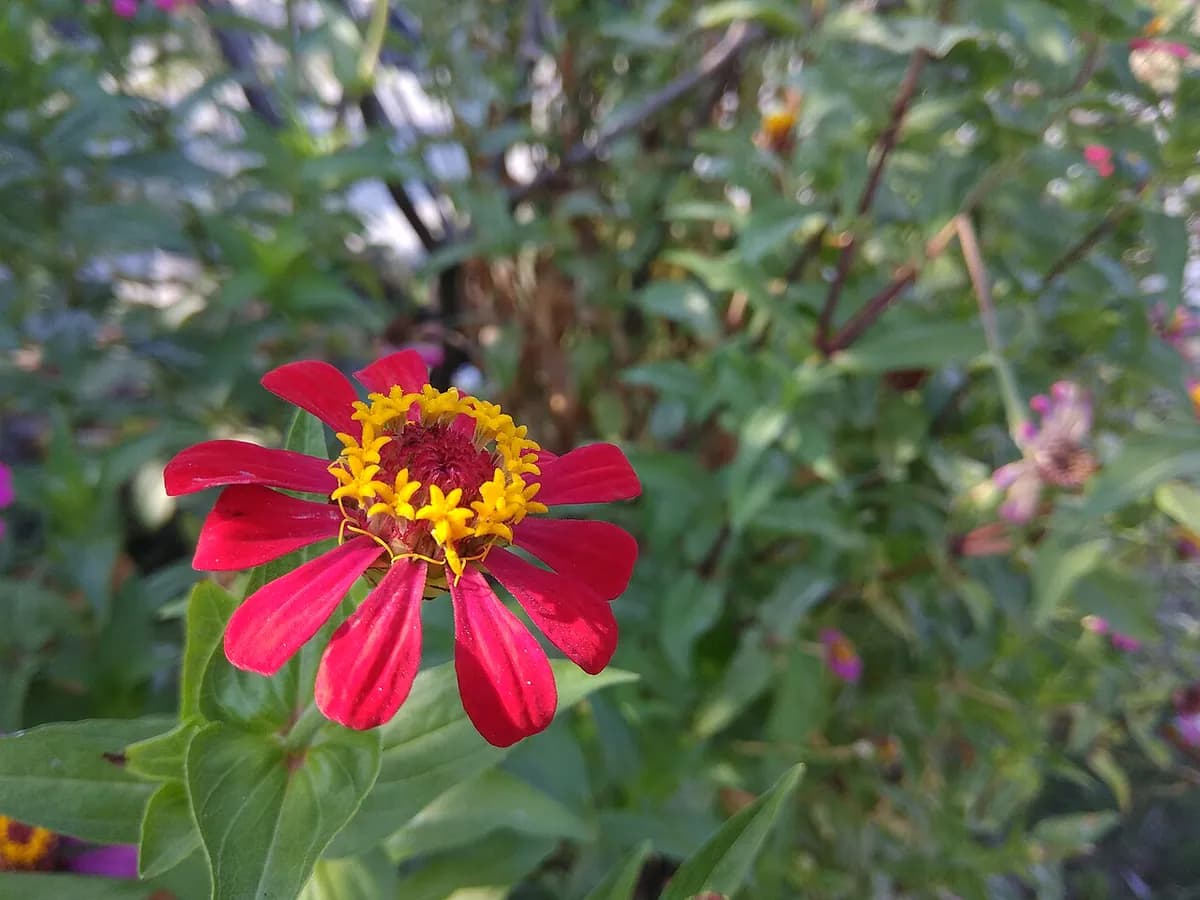 Zinnia — foto real