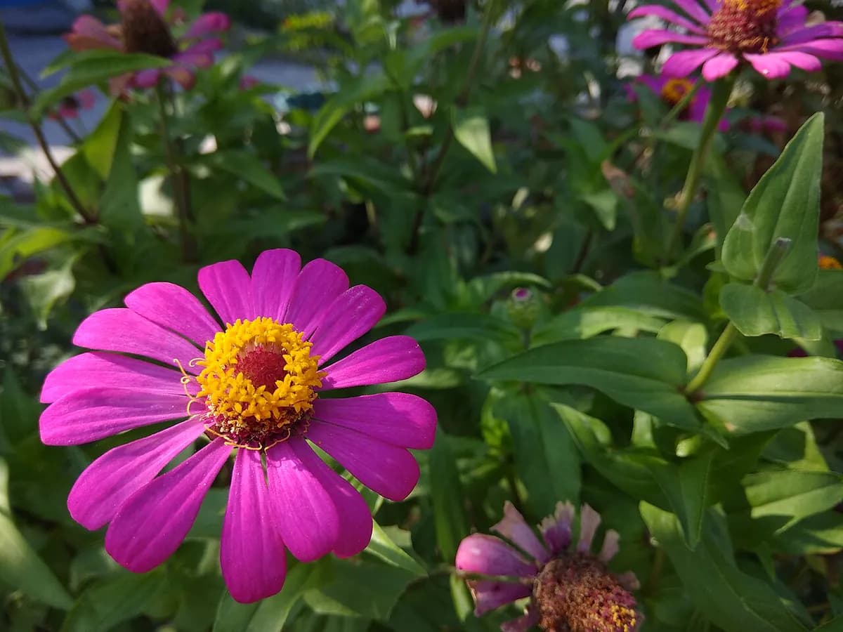 Zinnia — foto real