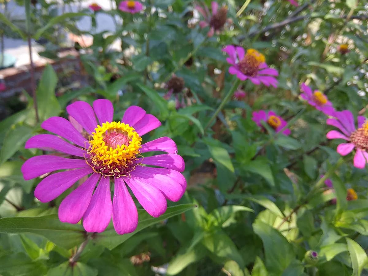 Zinnia — foto real